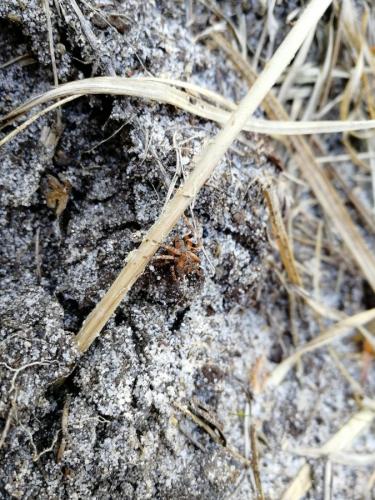 Araneus angulatus